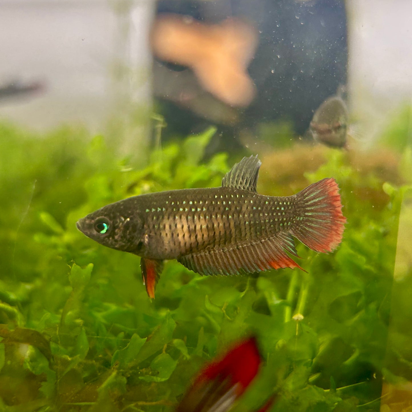 Wild Imbellis - Female Betta