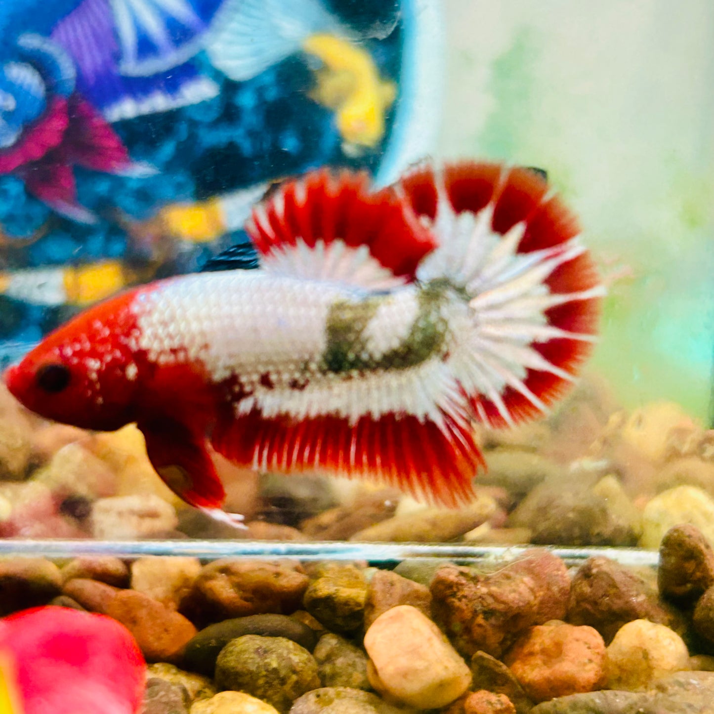 Red Fancy Copper FCCP - Male Betta 079
