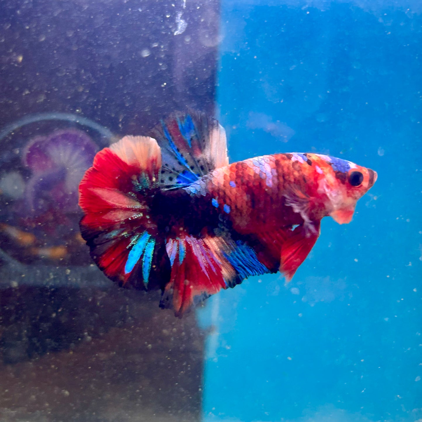 Koi Multicolor Plakat - Male Betta 188