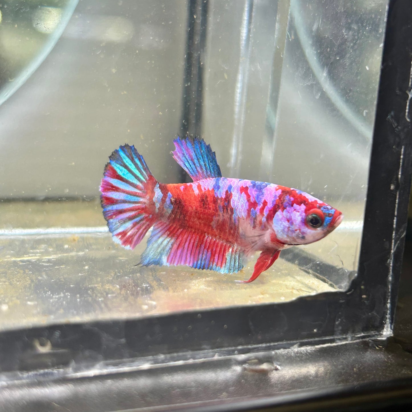 Koi Red Galaxy Plakat - Female Betta 114