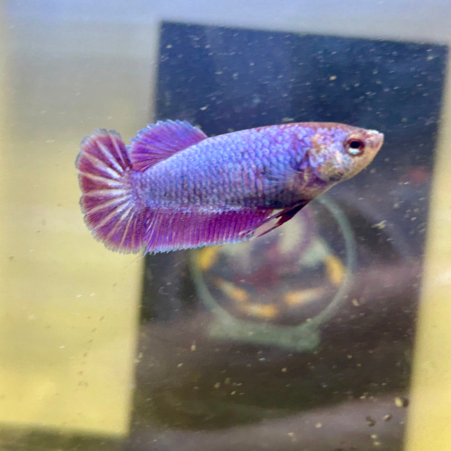 Purple Pink Plakat - Female betta 033