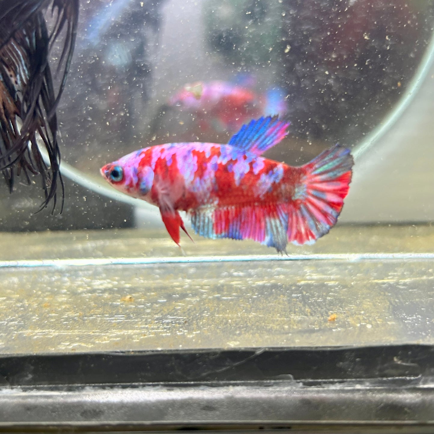 Koi Red Galaxy Plakat - Female Betta 114