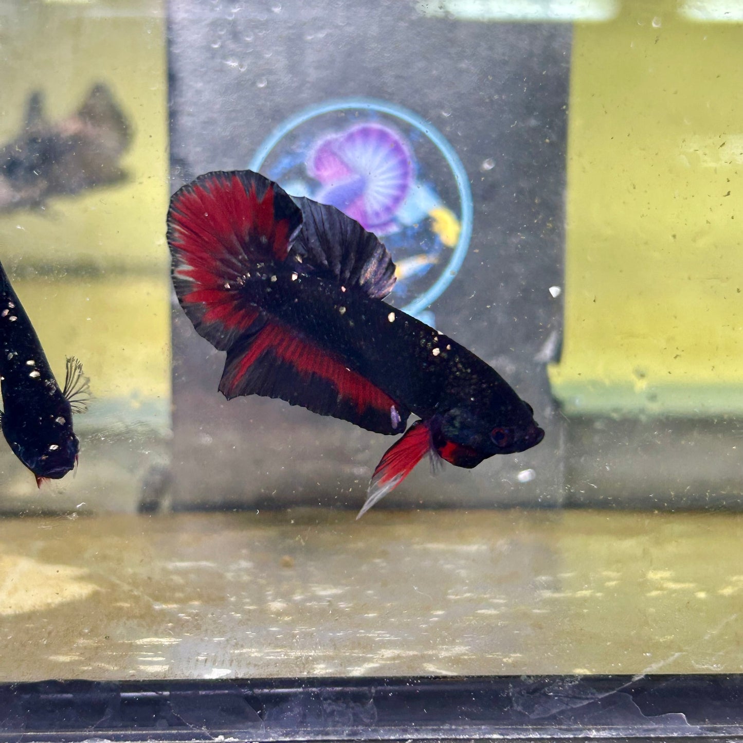 Avarta Stardust Vampire Plakat - Male Betta 028