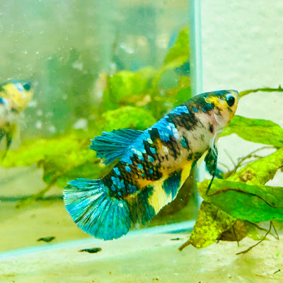 Plakat Koi Yellow Female Betta #158