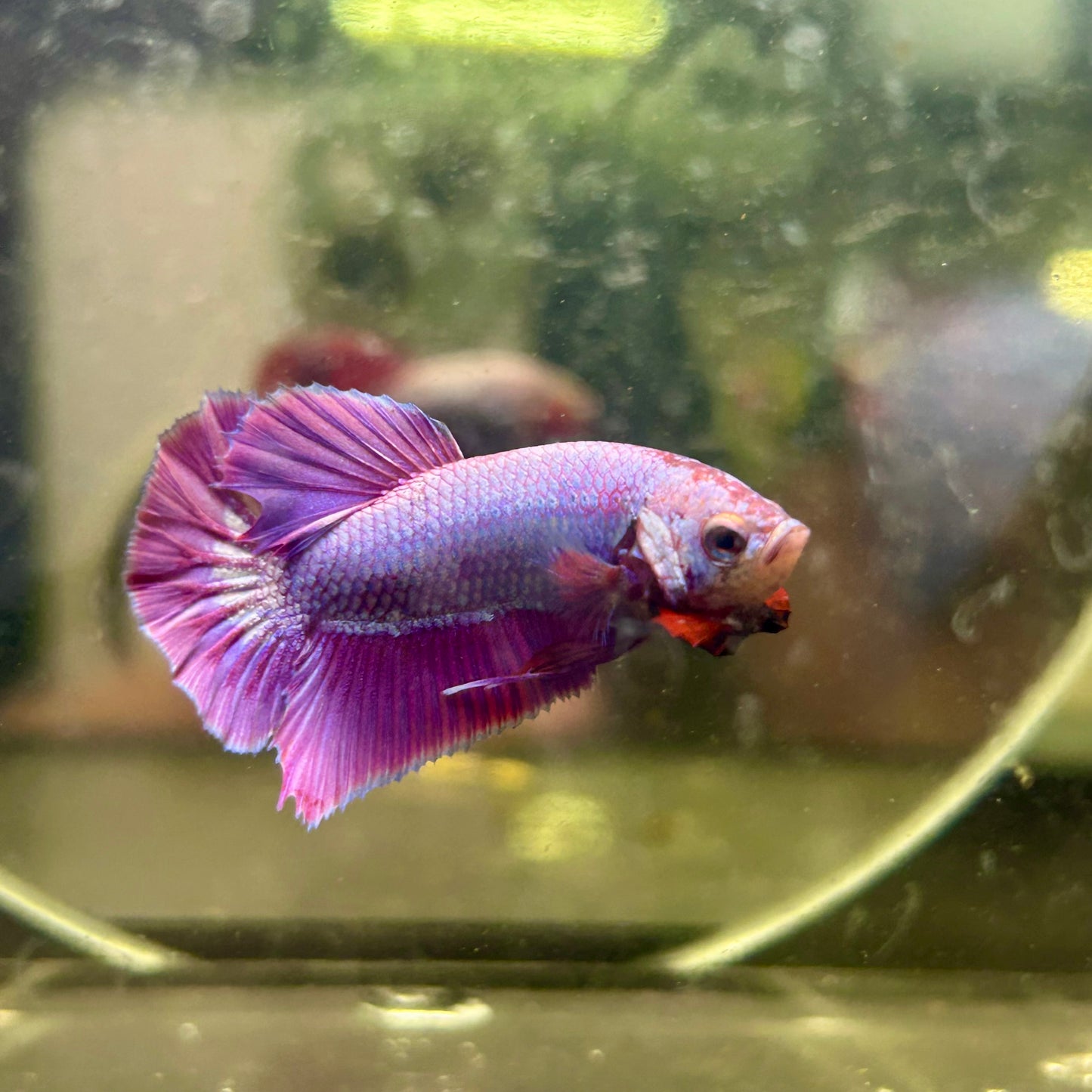 Purple Pink Plakat- Male Betta 082