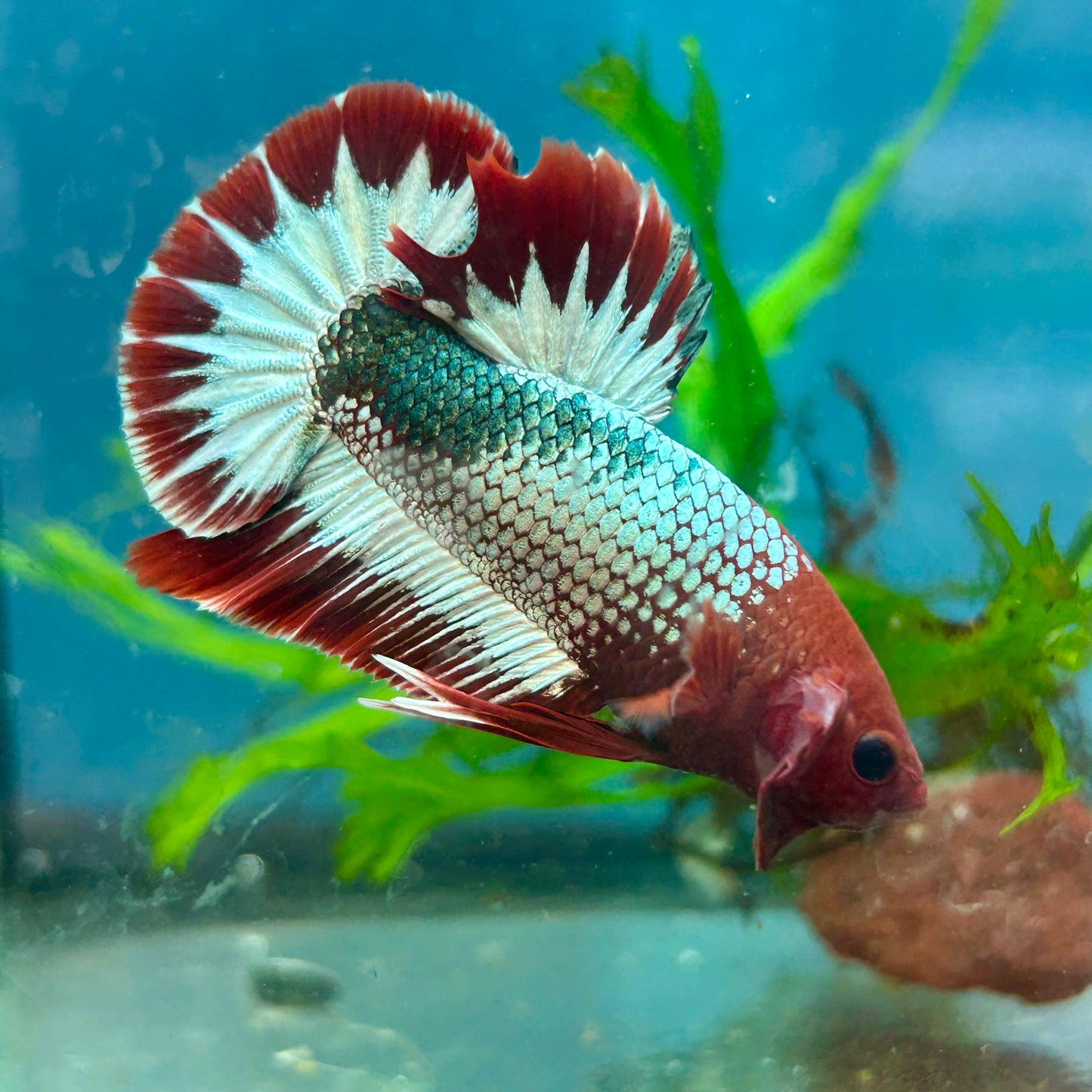 Betta Male Plakat Red Fancy Copper #A115