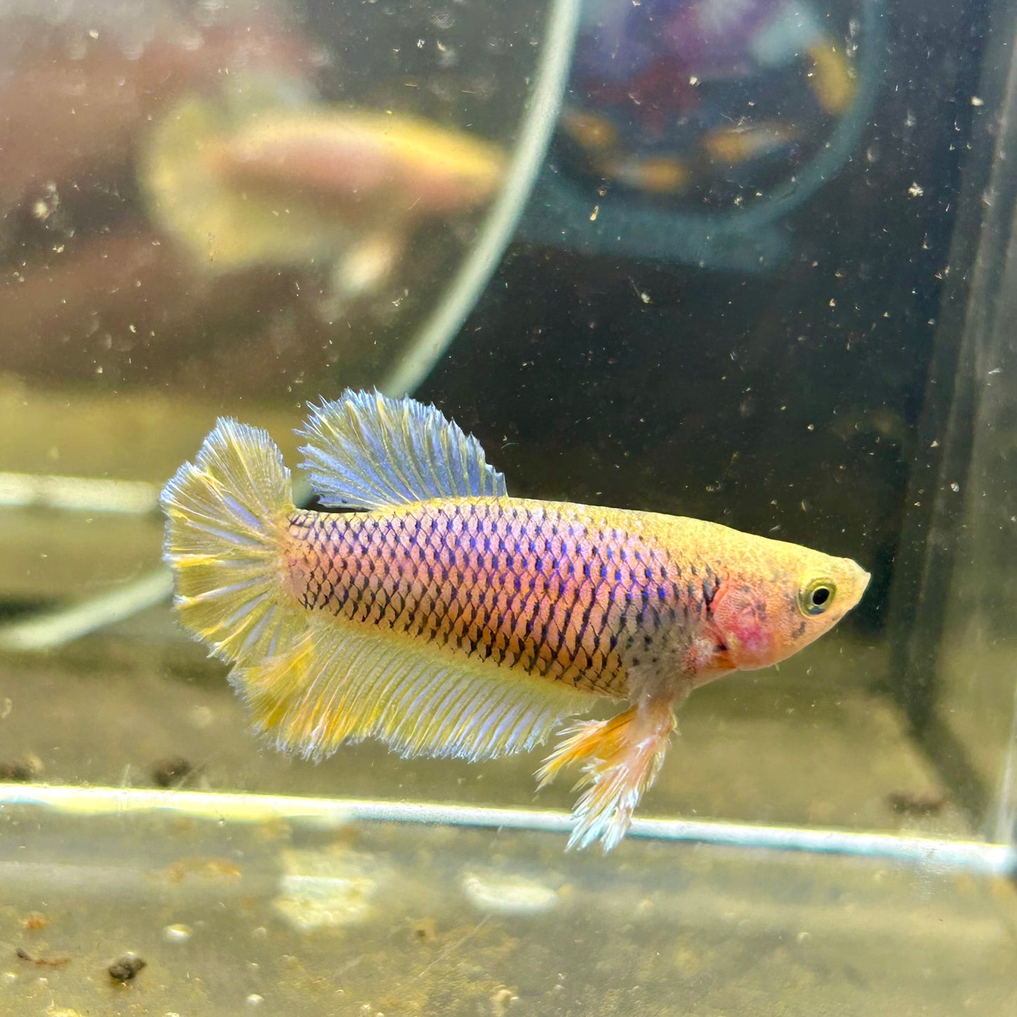 Yellow Pineapple Feather Tail - Female betta 040