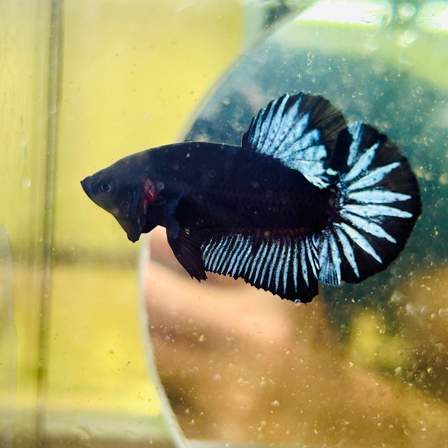 Black Light Steel Blue Plakat - Male betta 038
