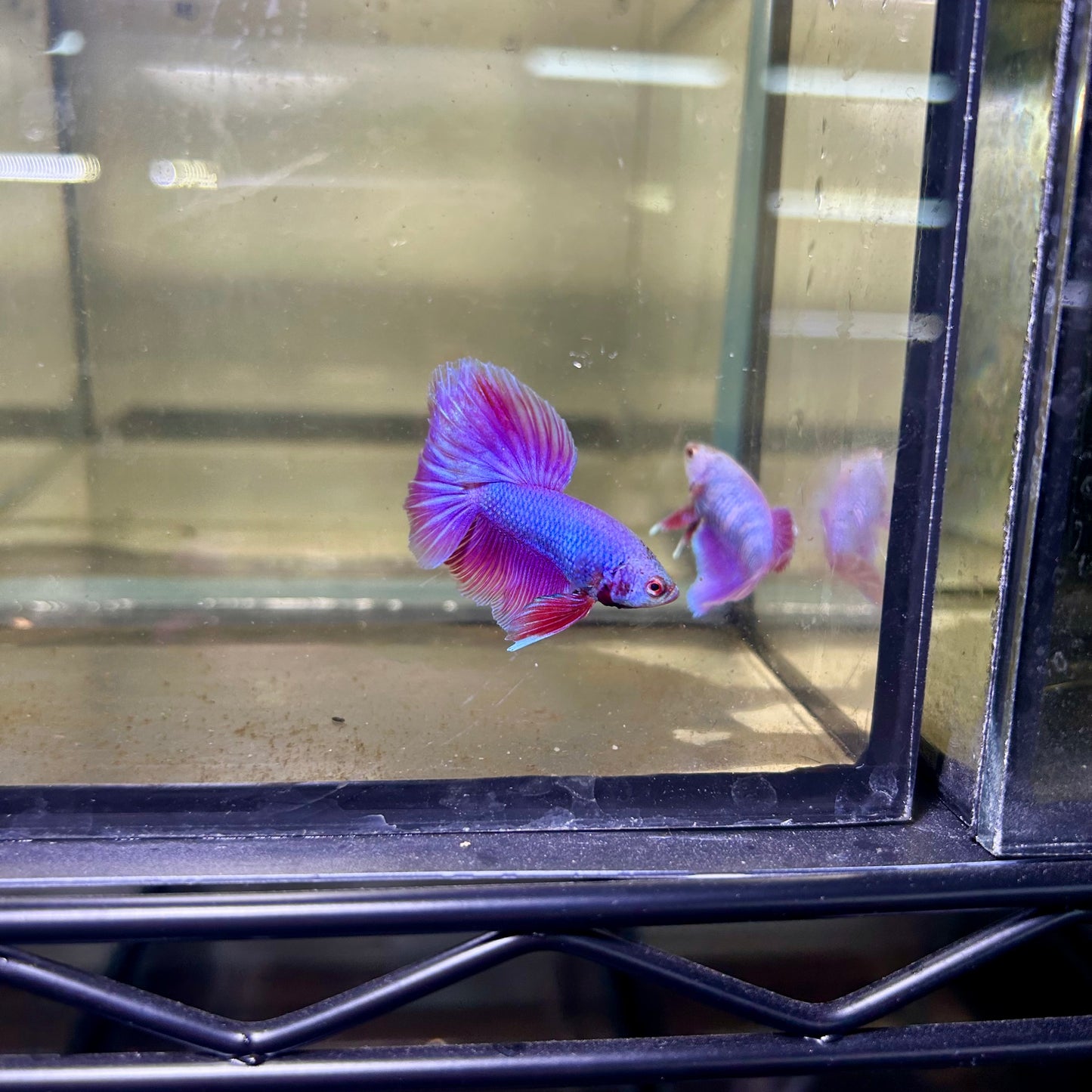 Purple Pink Halfmoon - Male Betta 144