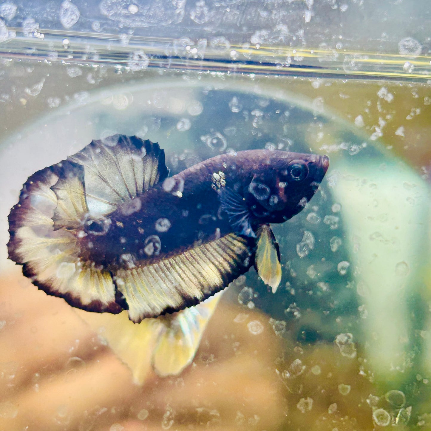 Avarta Yellow Copper Plakat - Male betta 015