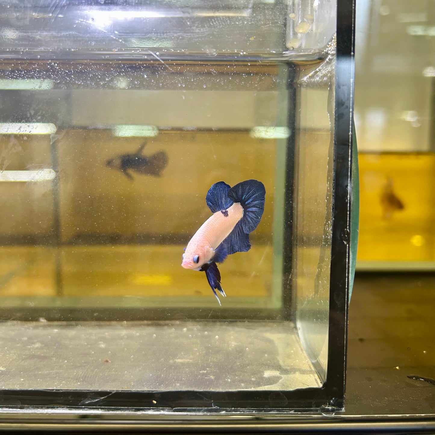Blue Rim Plakat - Male betta 169 Competition Grade