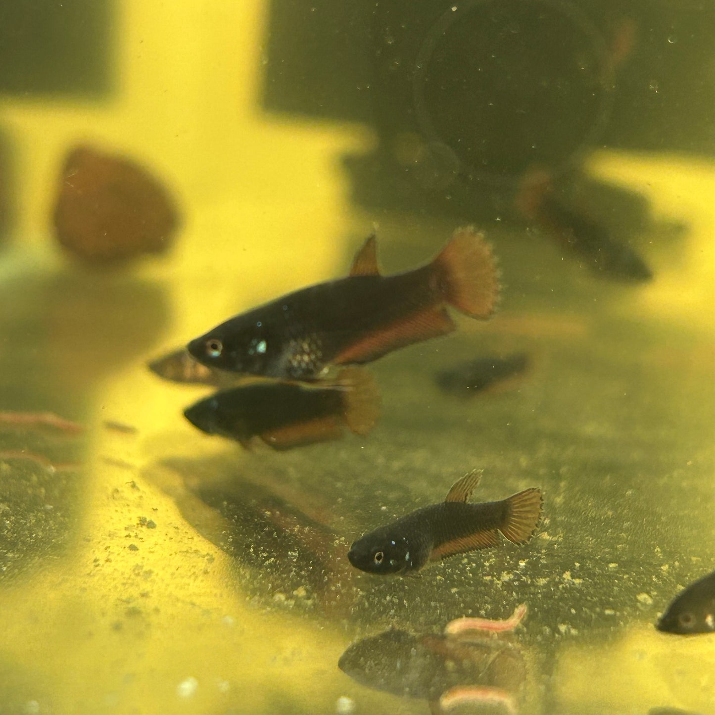 Black Samurai Plakat - Baby Betta