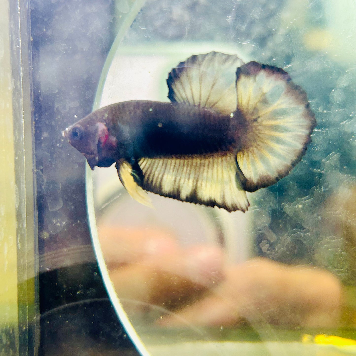 Avarta Yellow Copper Plakat - Male betta 015