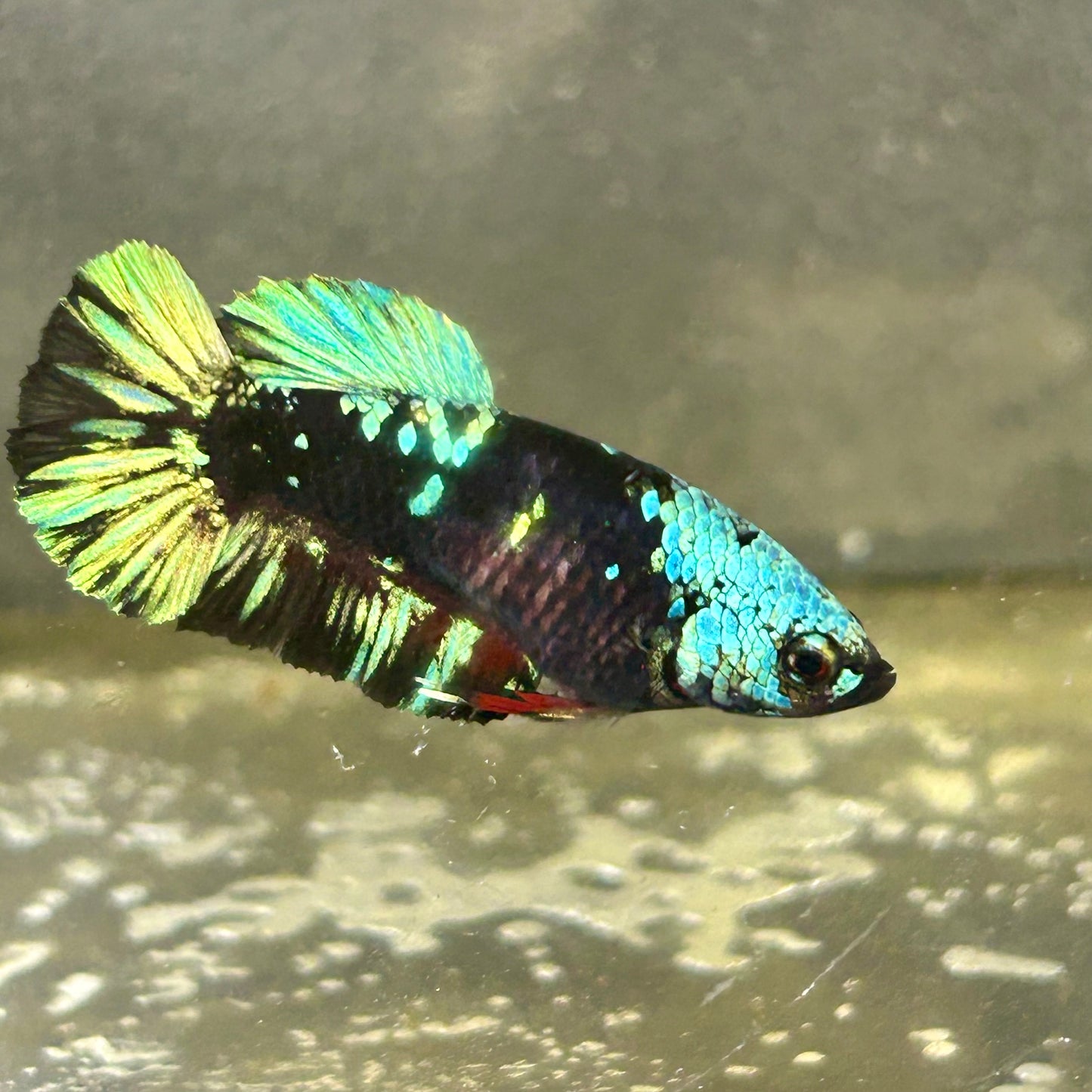 Avarta Nebula Plakat - Female betta 061
