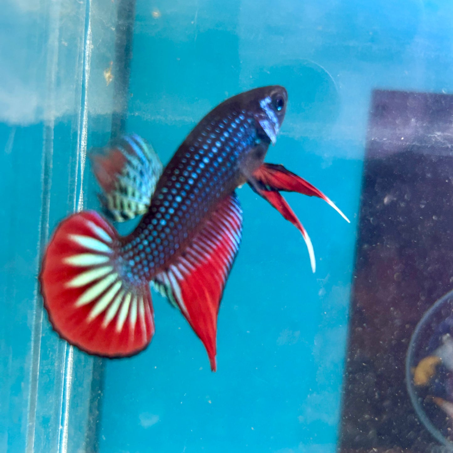 Wild Imbellis Green - Male Betta 045