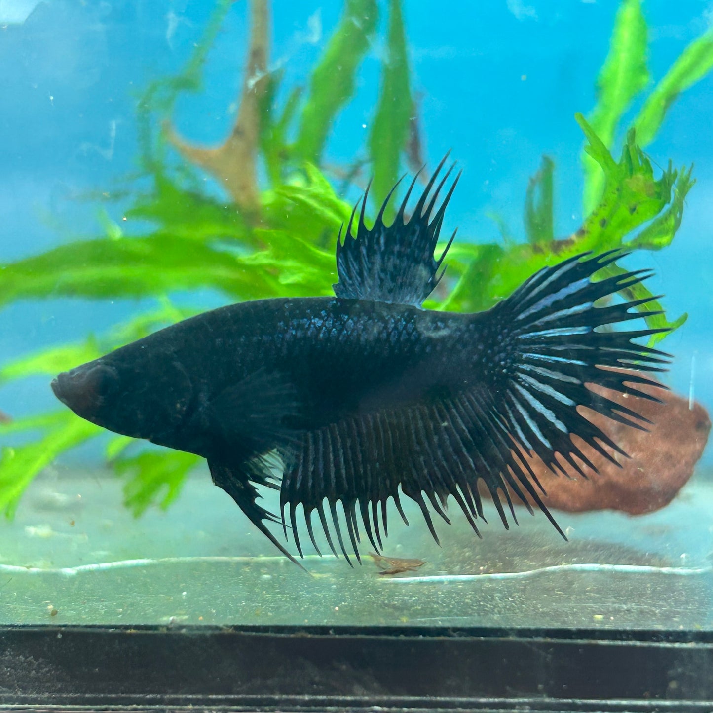 Betta Female Crowntail Black Orchid King #165