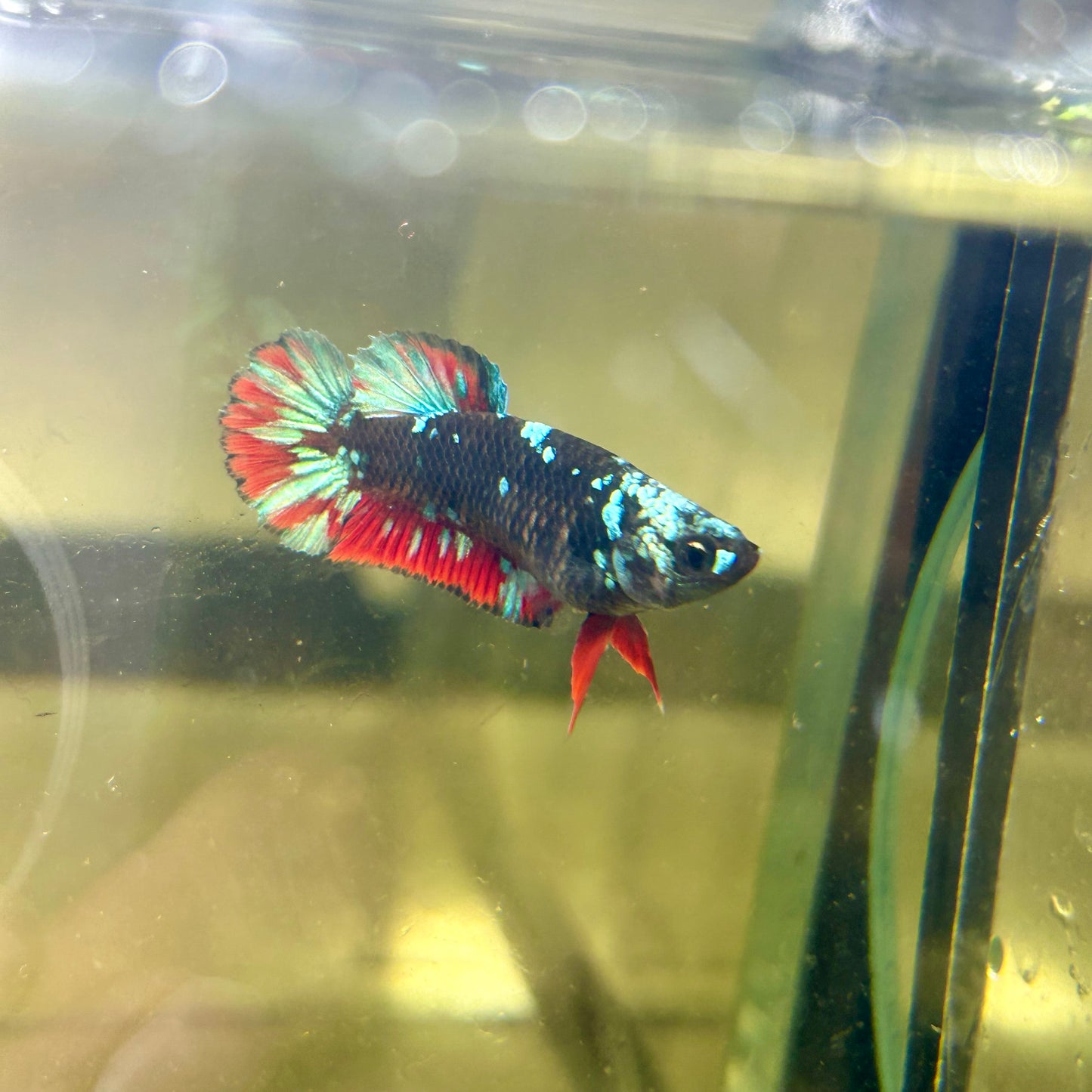 Avarta Gordon Plakat - Female betta 088