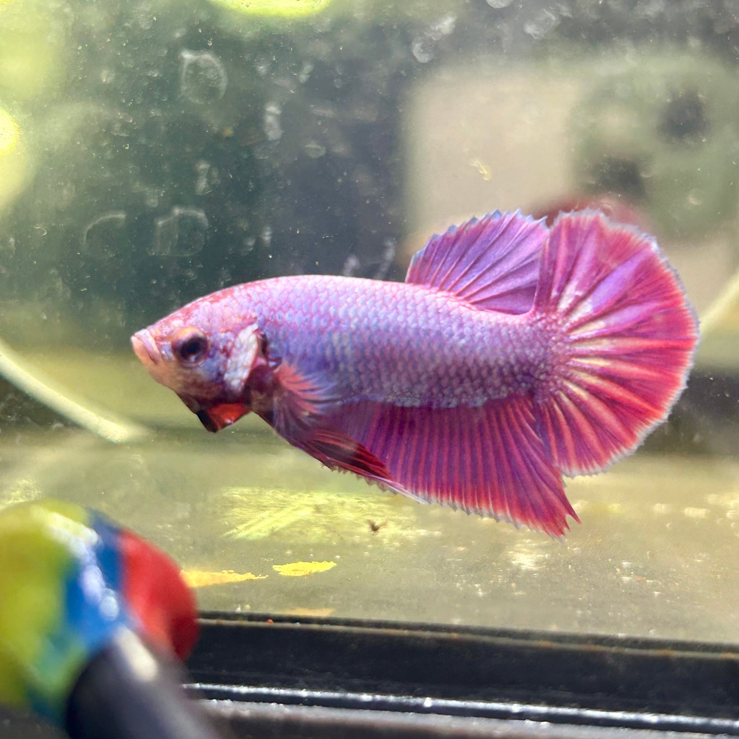 Purple Pink Plakat- Male Betta 082