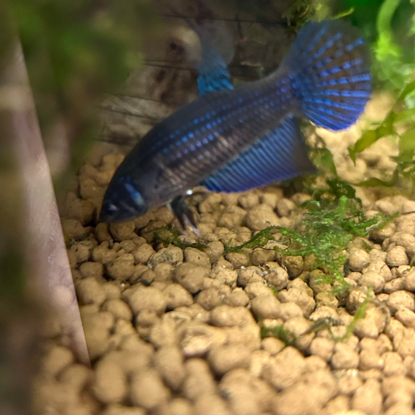 Blue Wild Mahachai - Female Betta A01