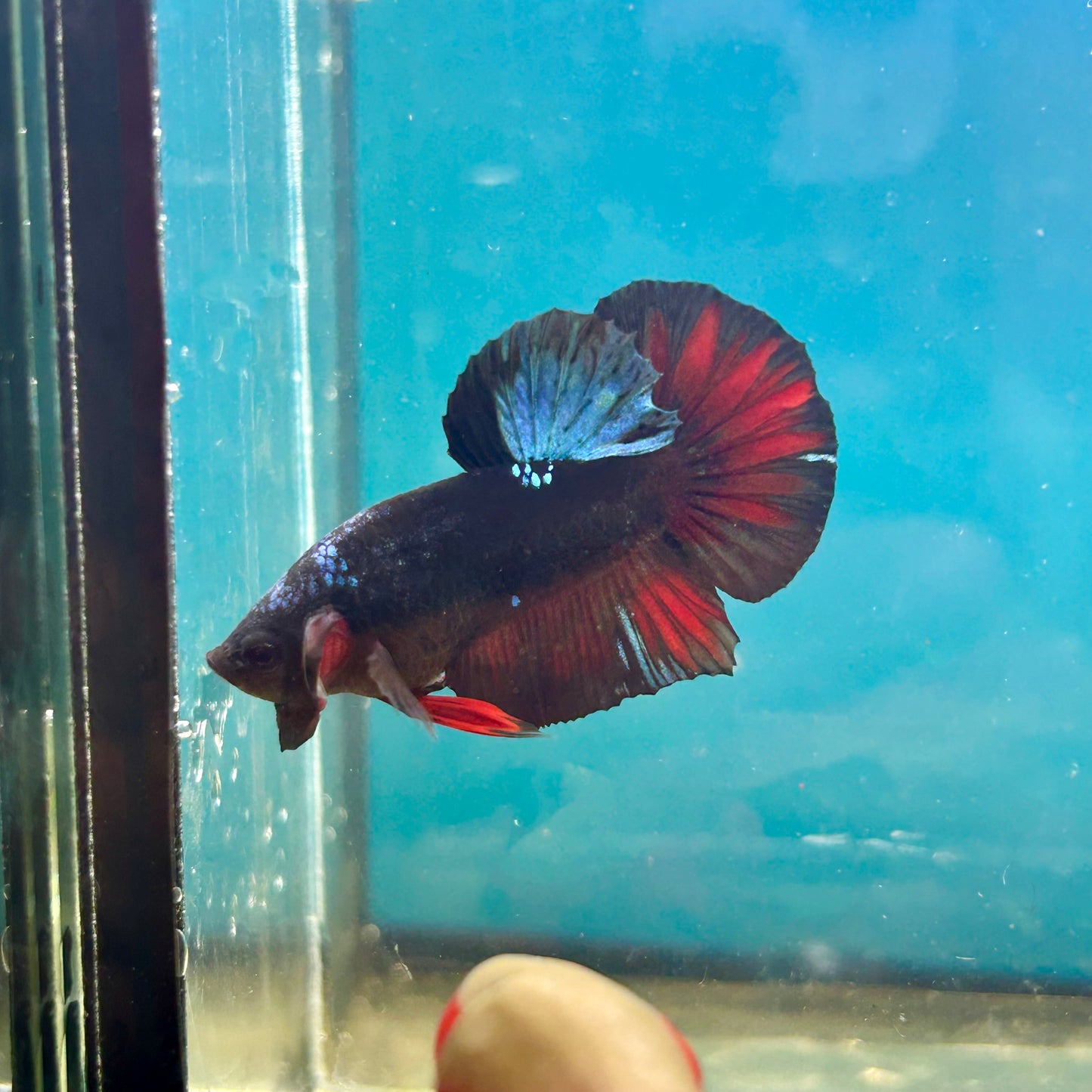 Avarta Nebula Plakat - Male Betta 122