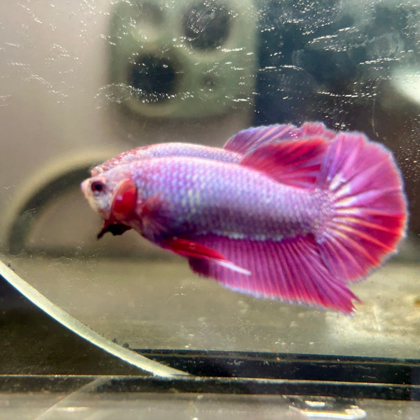 Purple Pink Plakat- Male Betta 082