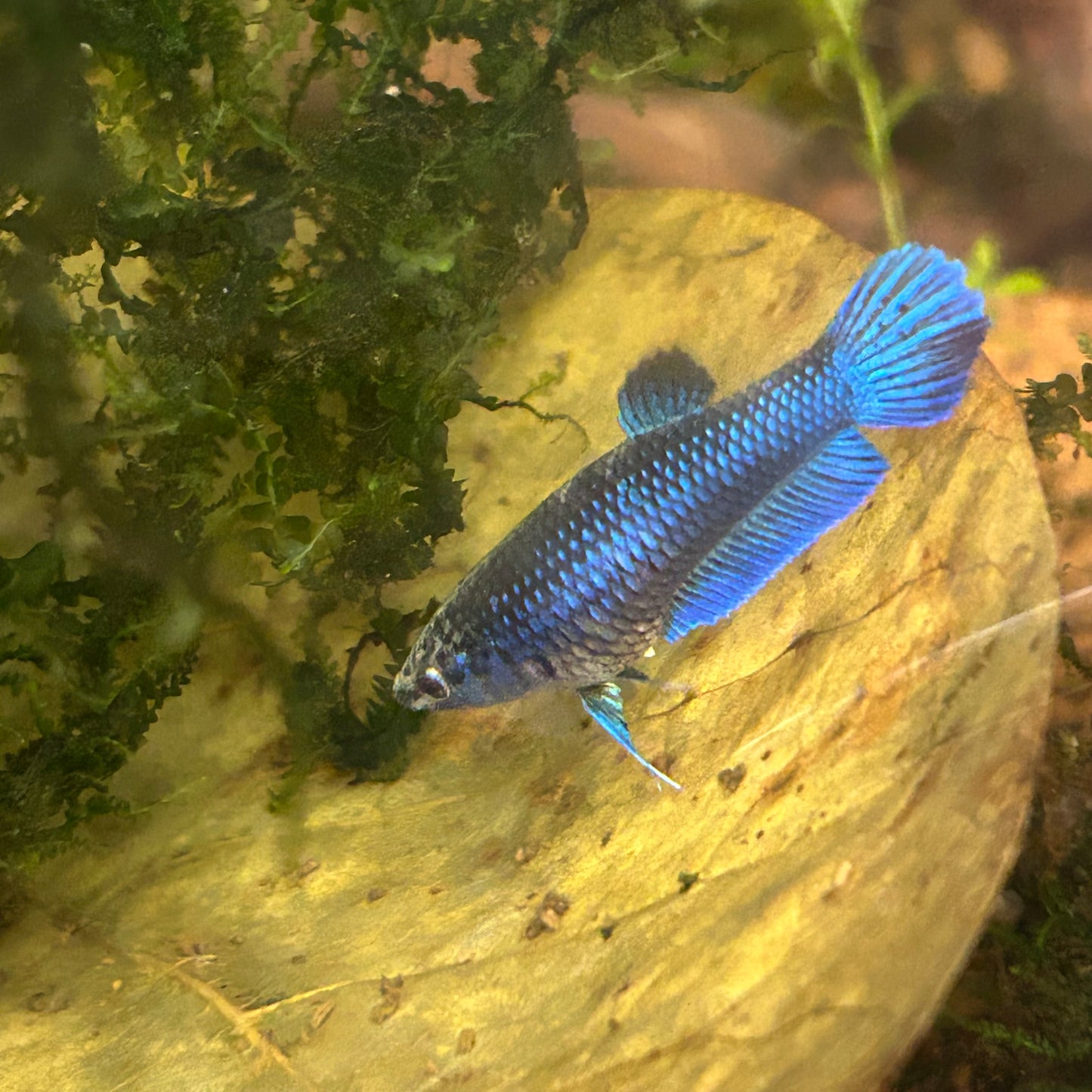 Blue Wild Mahachai - Female Betta A01