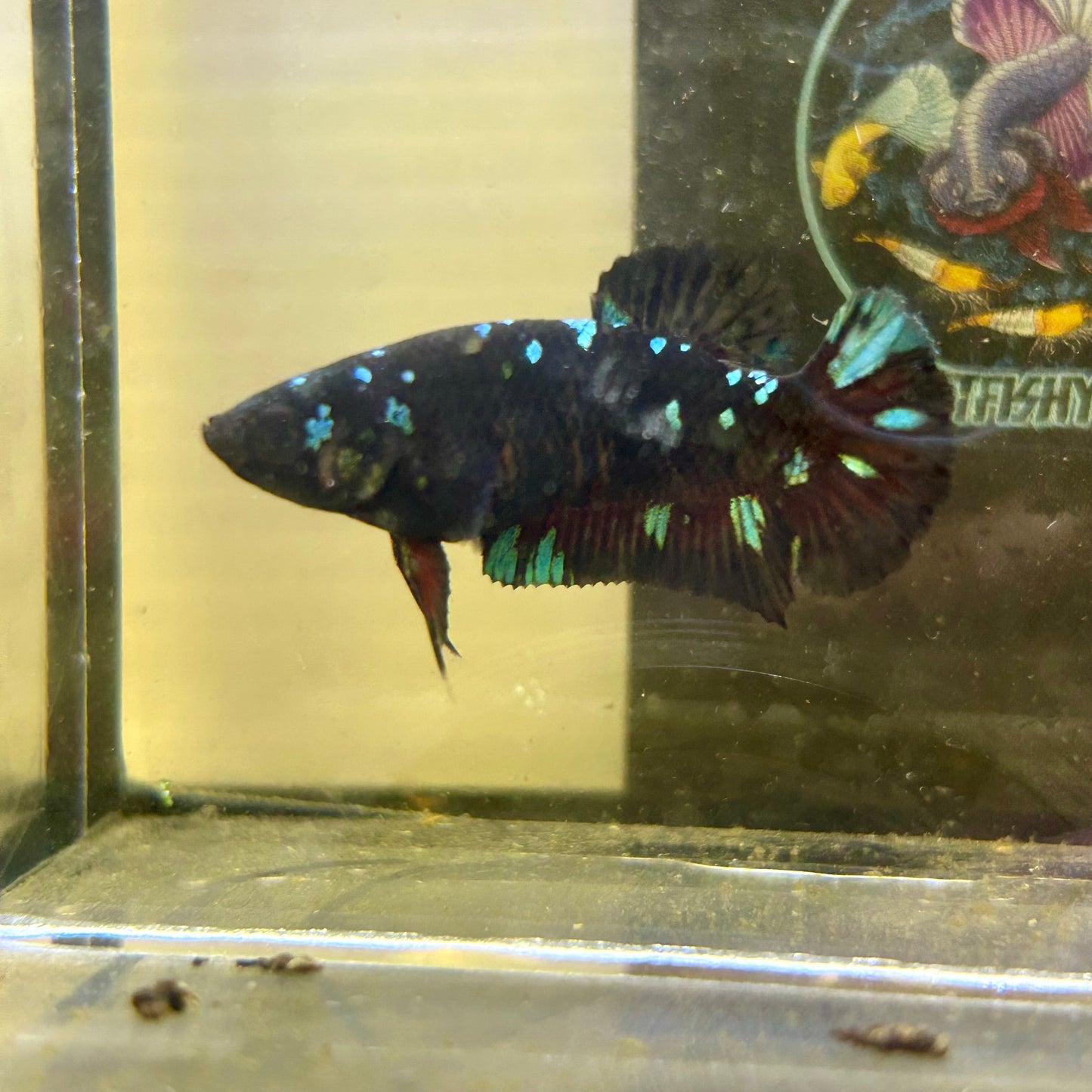 Avarta Gordon Plakat - Female betta 165