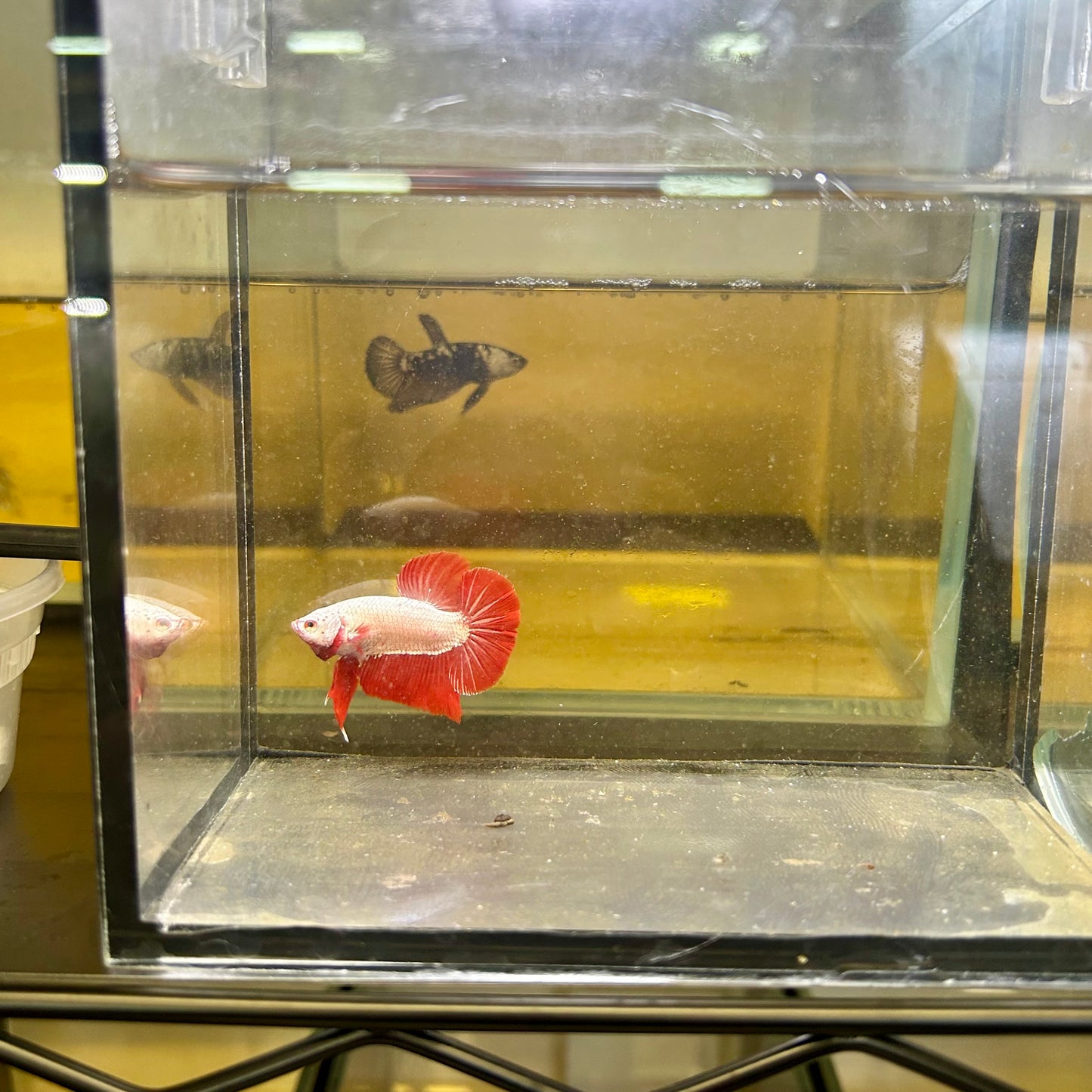 Red Dragon Plakat - Male betta 065