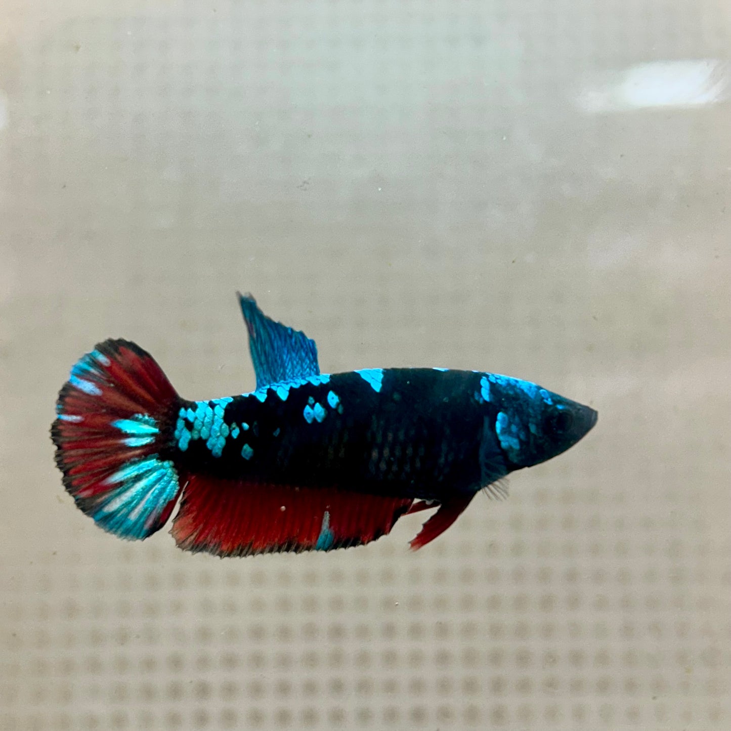 Plakat Female Betta Black Blue Avarta #79
