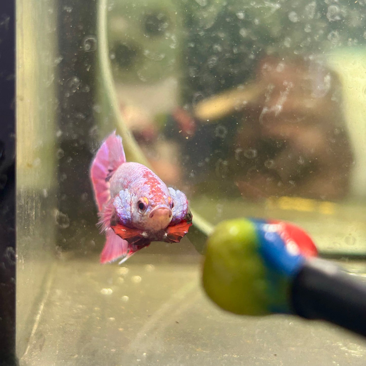 Purple Pink Plakat- Male Betta 082