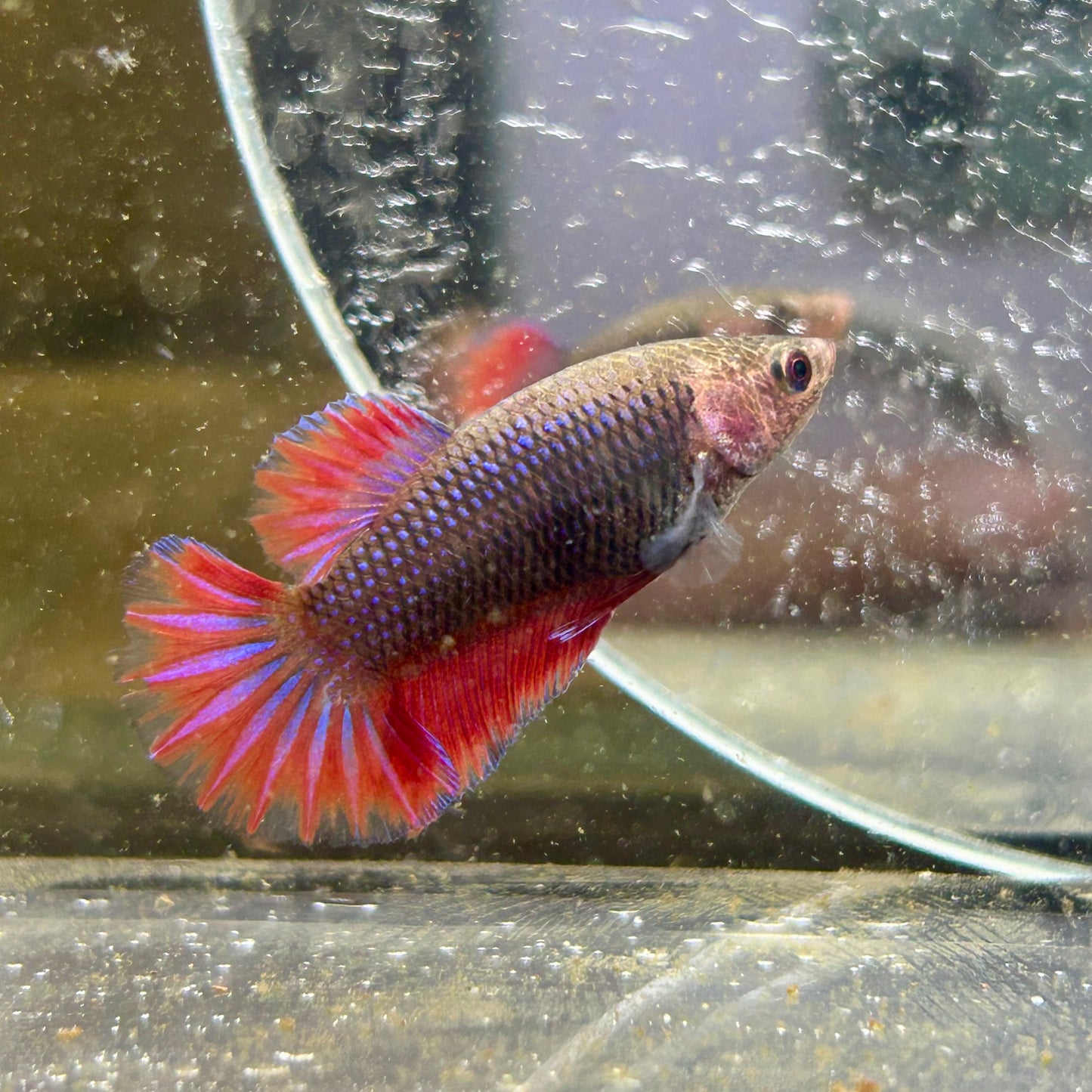Blue Red Fancy Plakat - Female betta 028