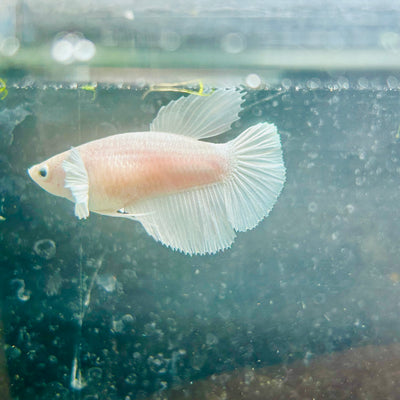 Dumbo Halfmoon White Female Betta #N127