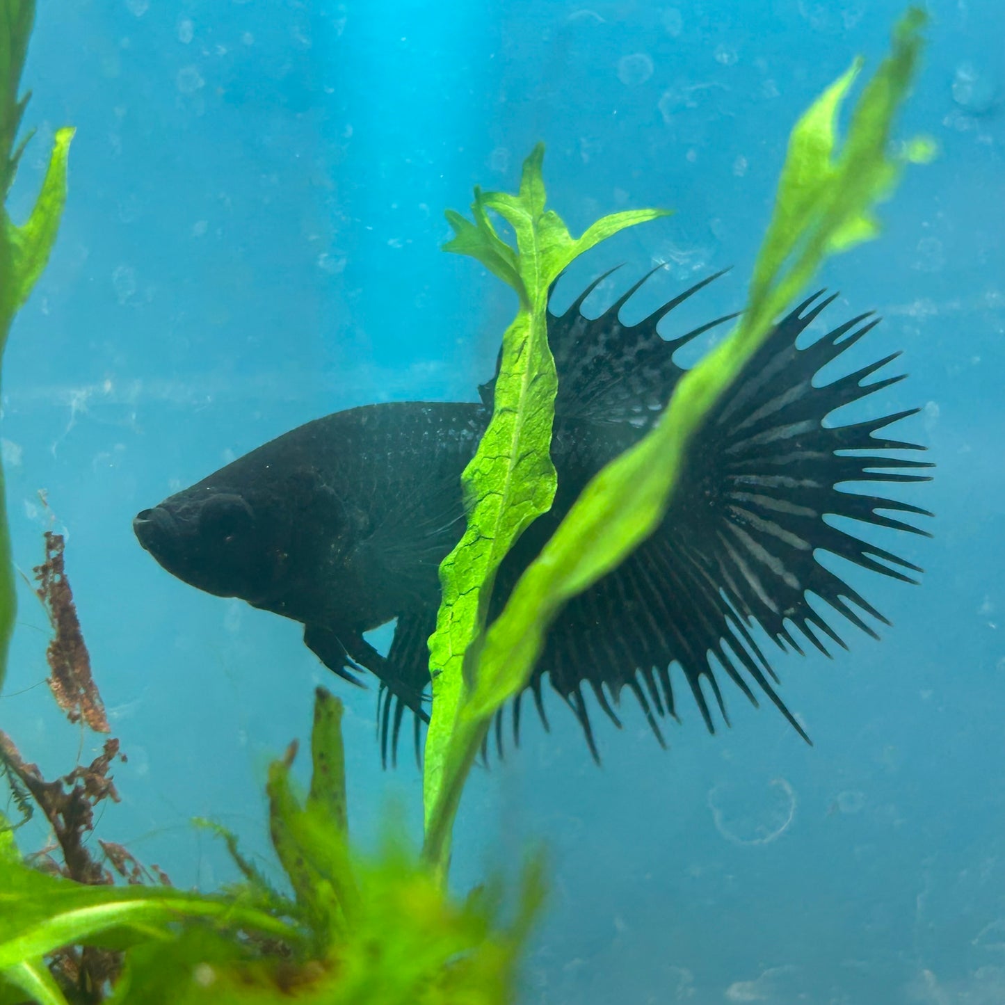 Betta Female Crowntail Black Orchid King #165