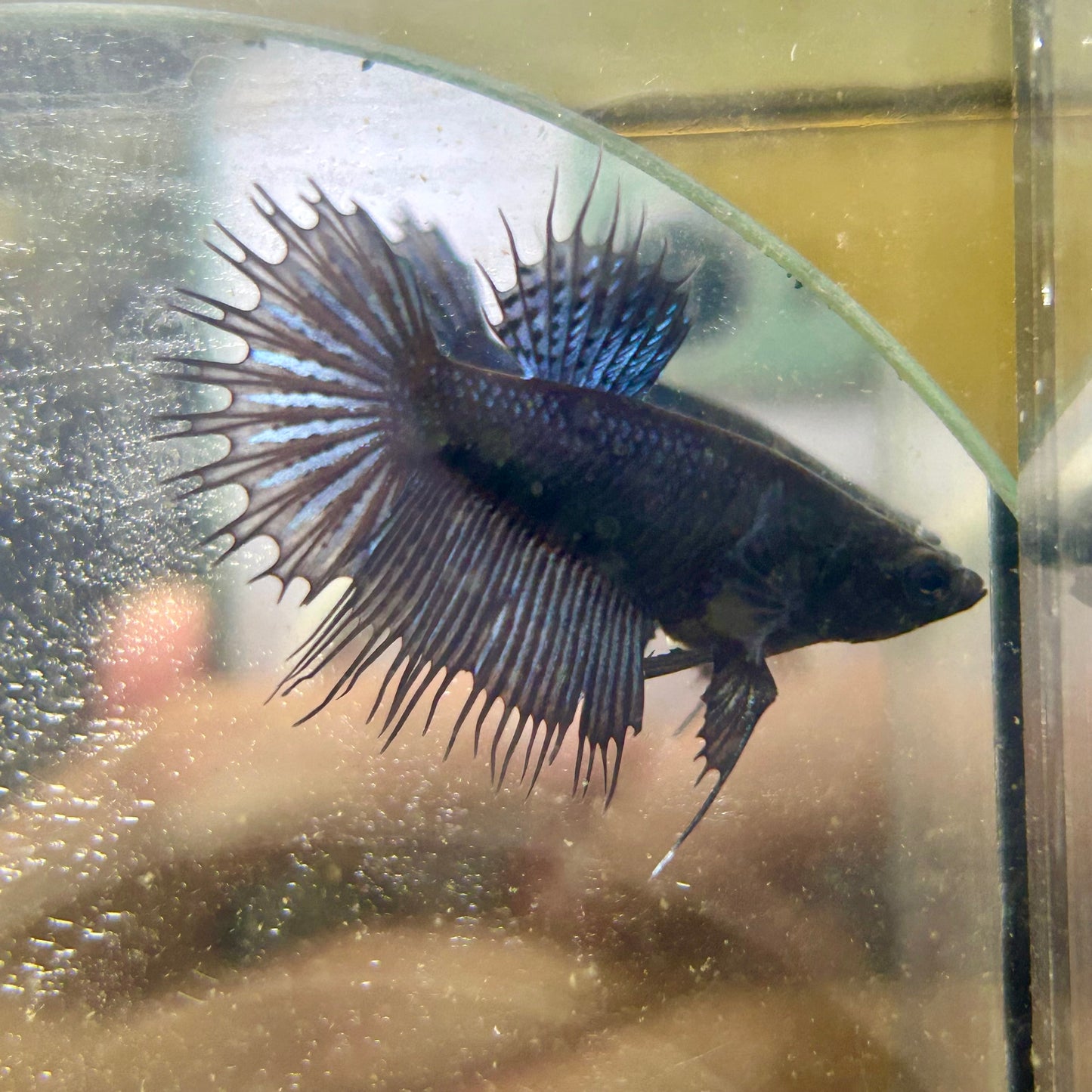 Black Orchid King Crowntail - Female betta 079
