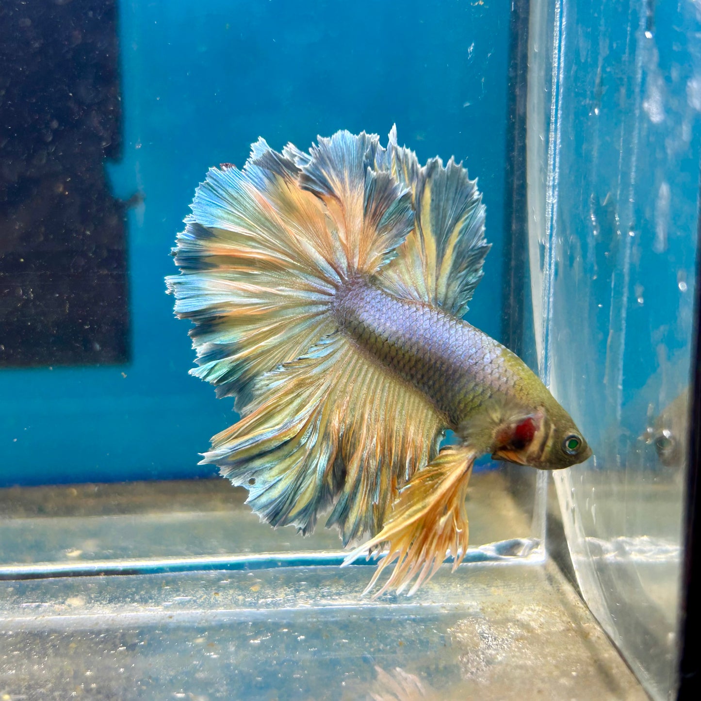 Feather Tail Yellow Mustard Neon - Male Betta 197