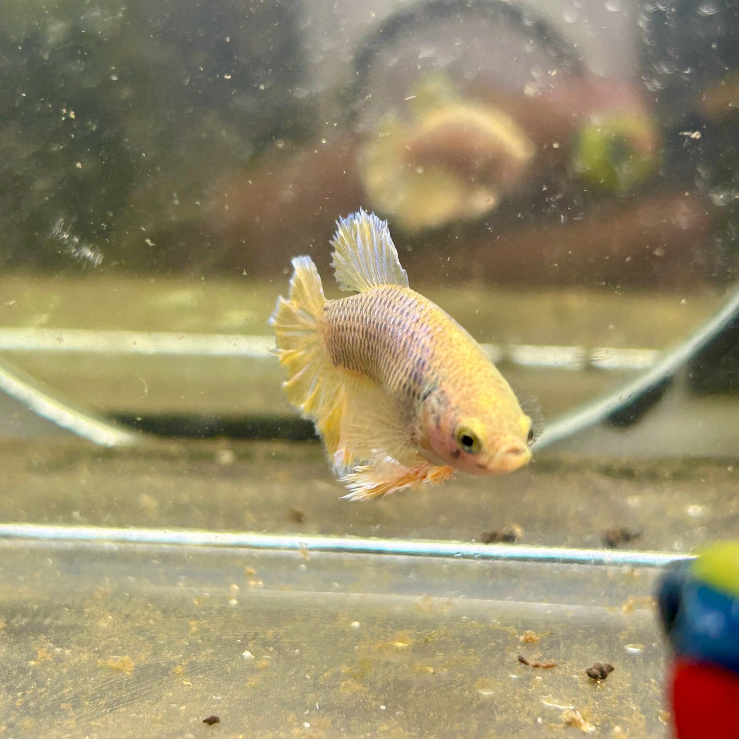 Yellow Pineapple Feather Tail - Female betta 040