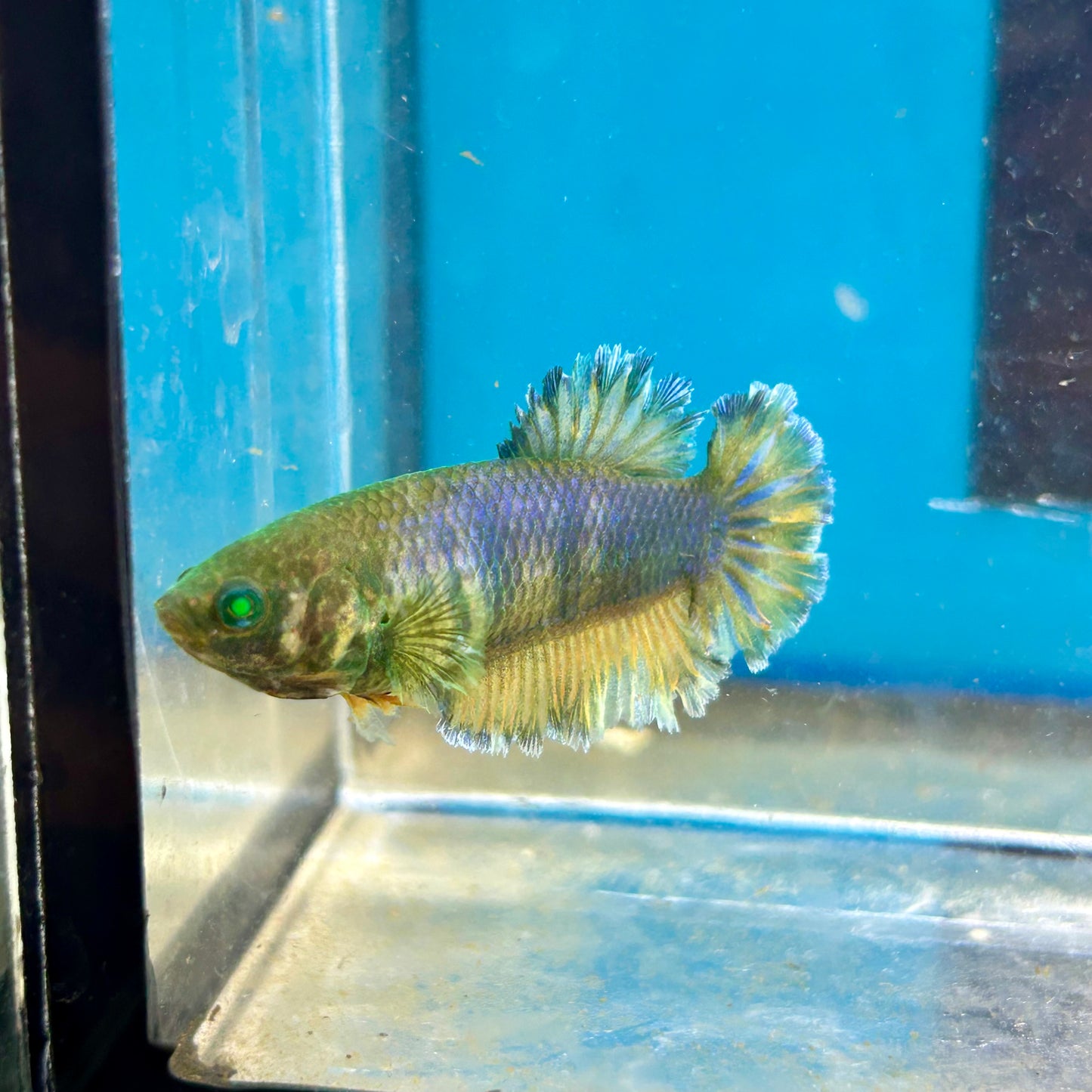 Feather Tail Yellow Mustard King neon - Female Betta A12