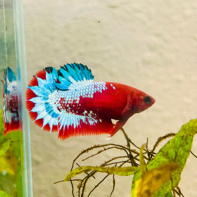 Plakat Red Fancy Hellboy Female Betta #010