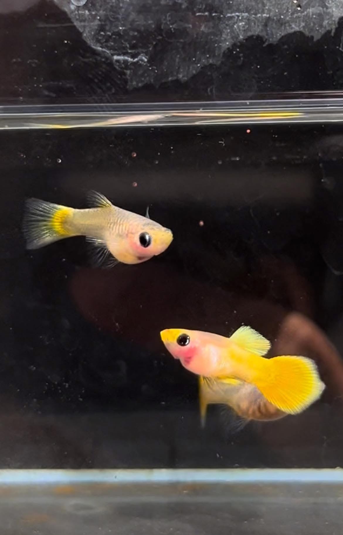 Bụng kính ngắn bằng vàng 24k - Guppy