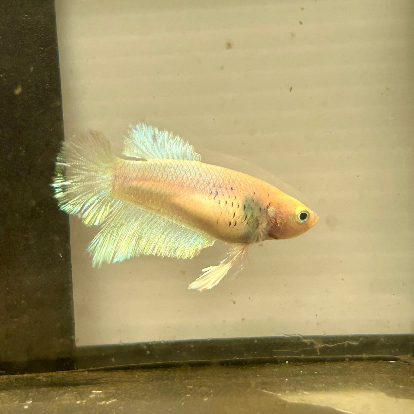 Pastel Feather Tail - Female betta 086