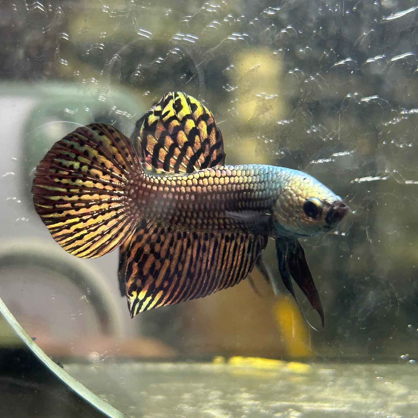 Wild Hybrid Alien Copper - Male Betta 037
