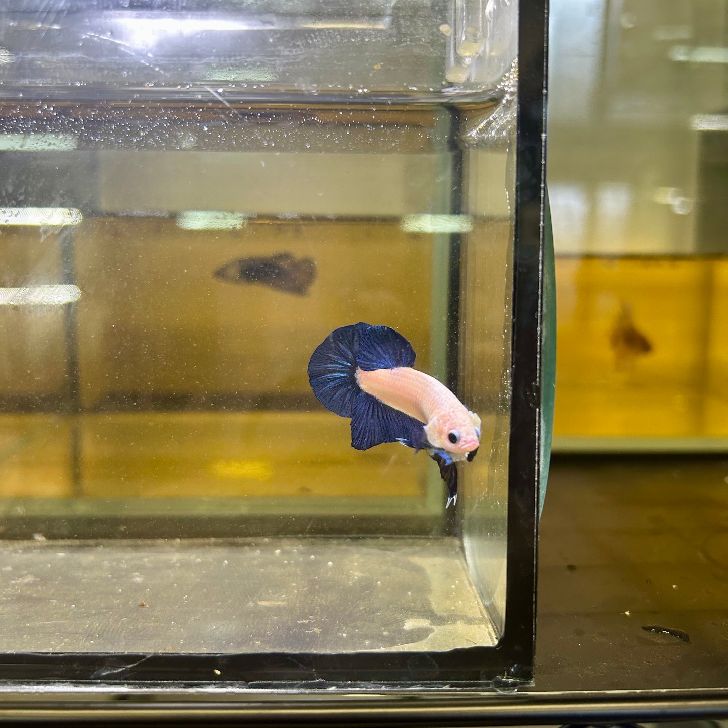 Blue Rim Plakat - Male betta 169 Competition Grade