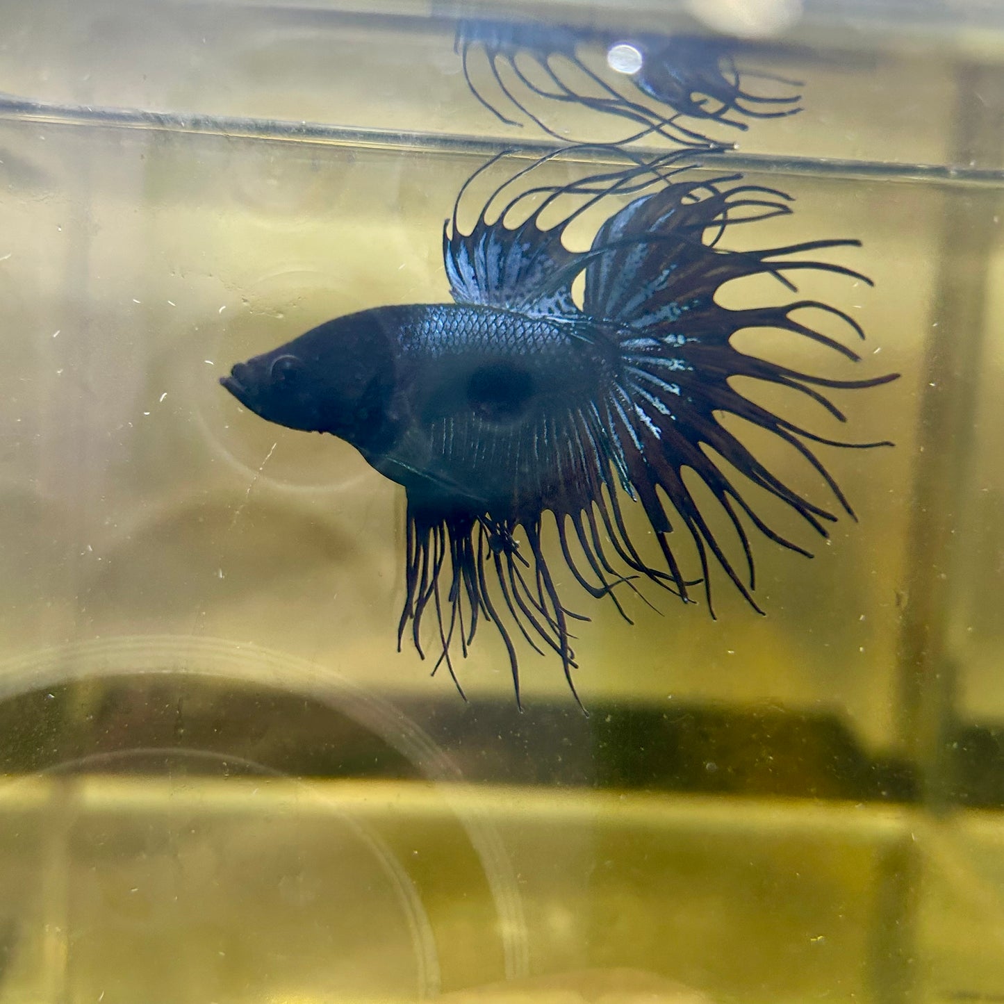 Black Orchid Crowntail - Male Betta 065