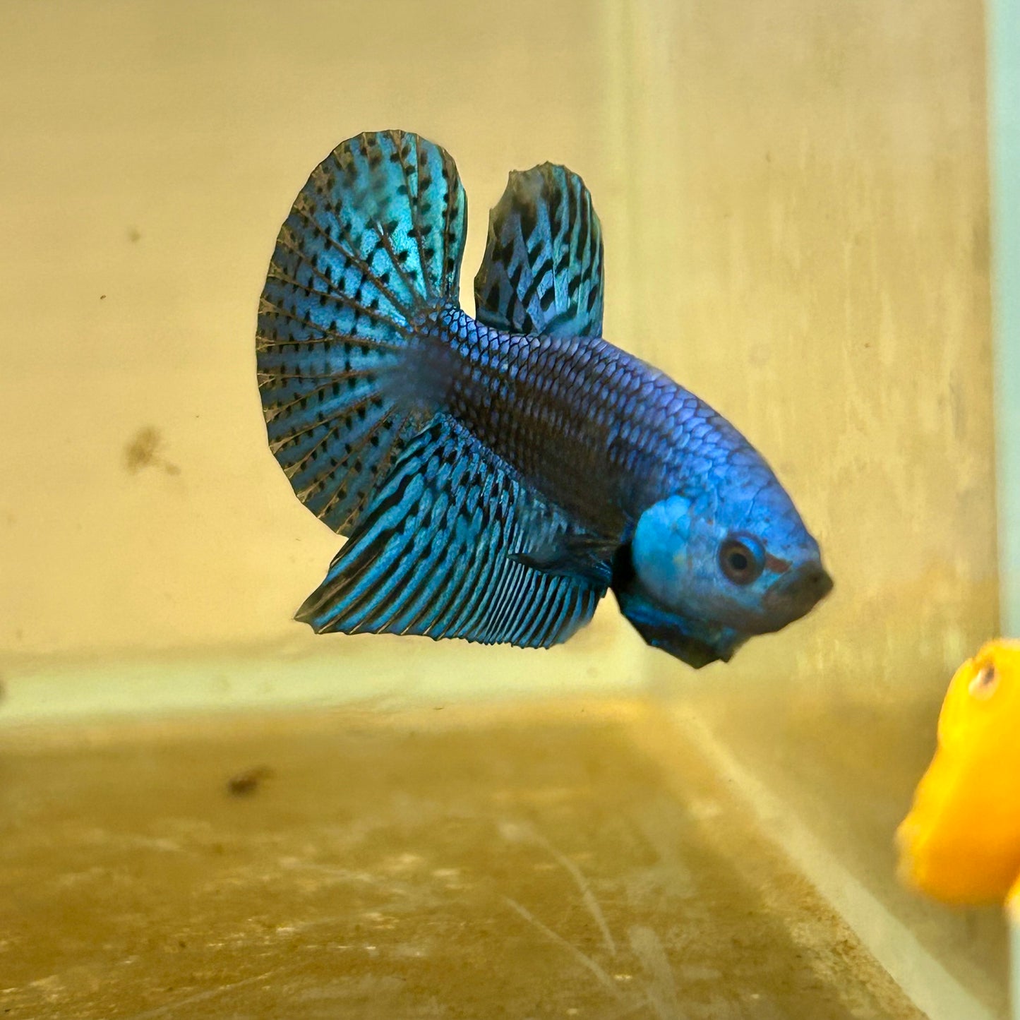 Hybrid Wild Alien Blue - Male Betta 007