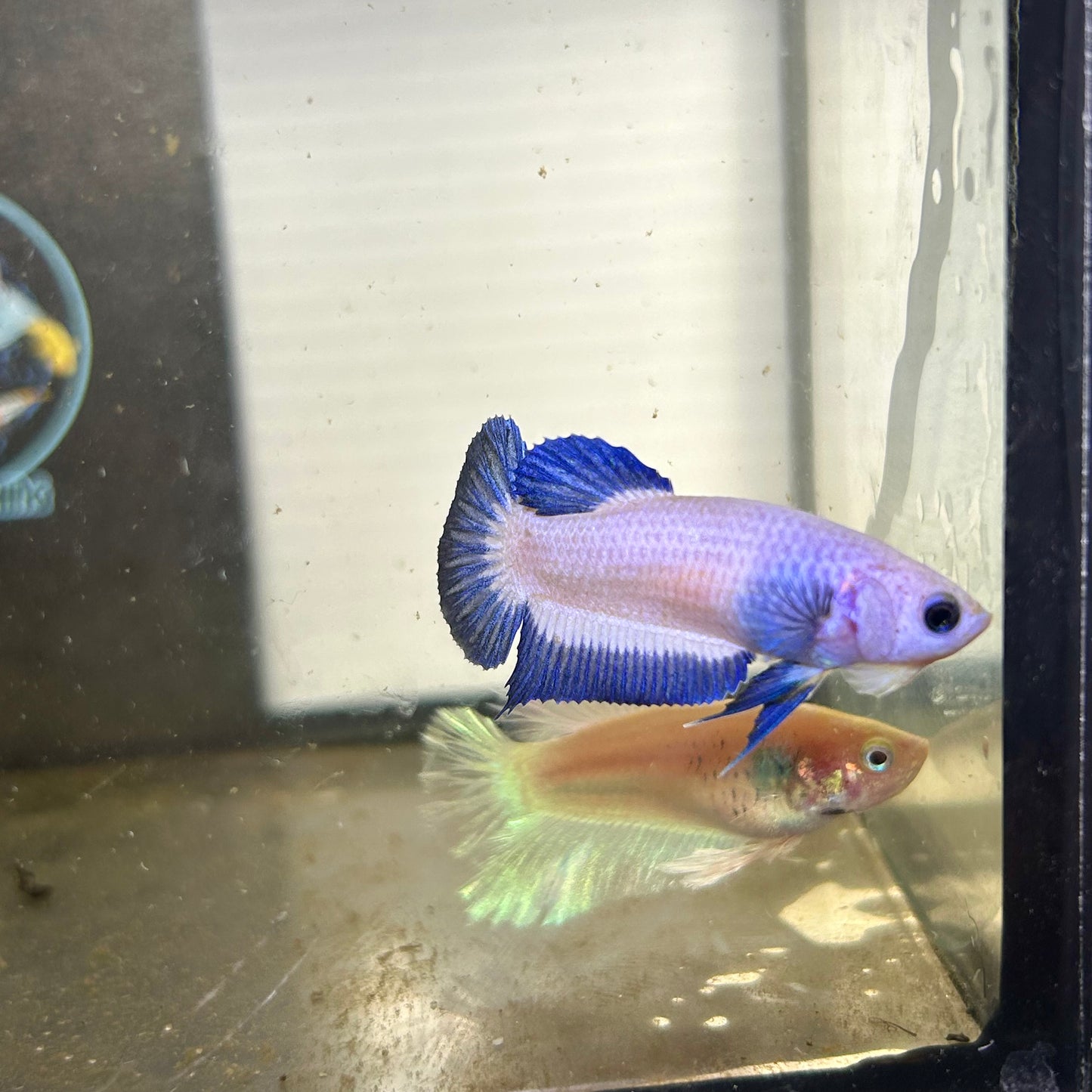 Blue Rim Plakat - Female betta 118