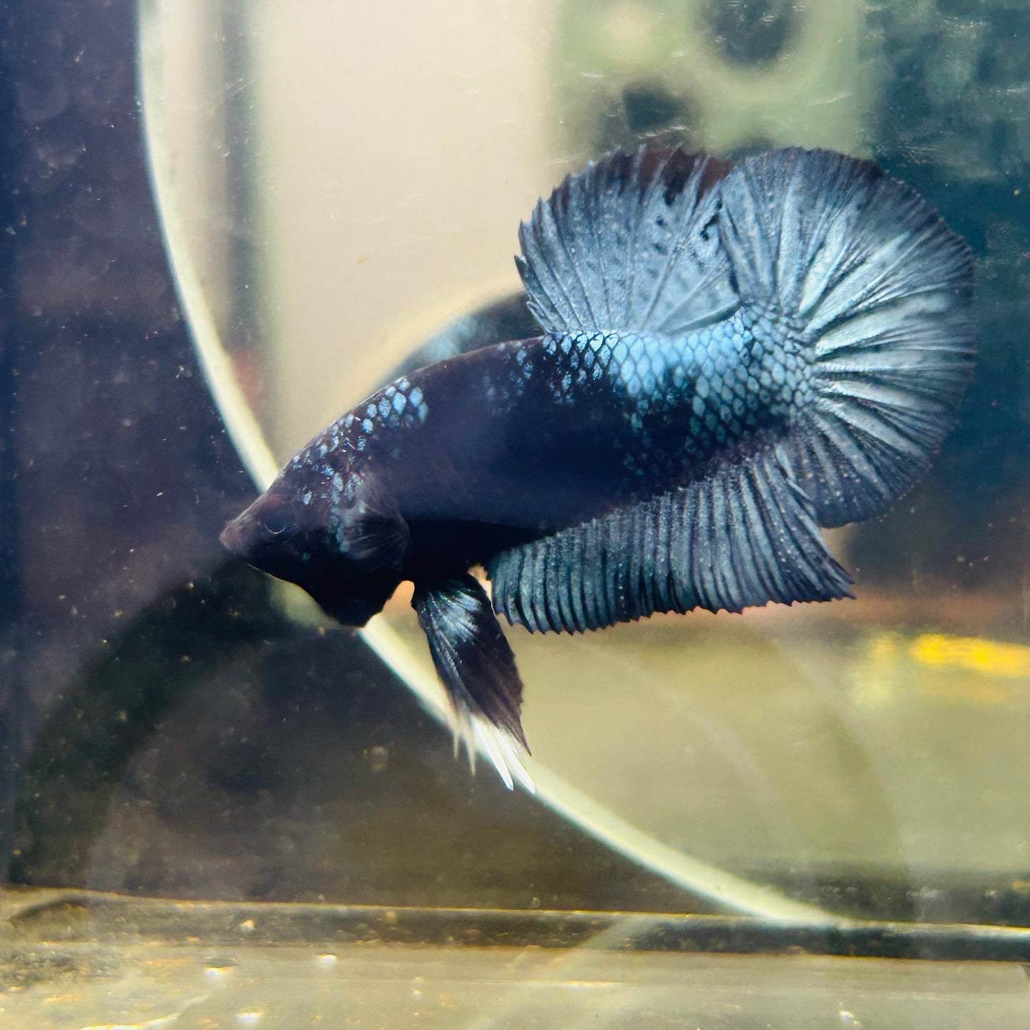 Black Light Steel Blue Plakat - Male betta 078