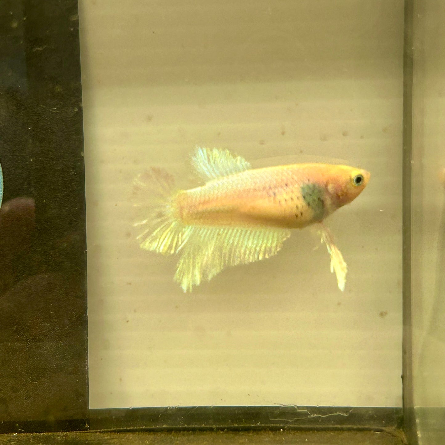 Pastel Feather Tail - Female betta 086