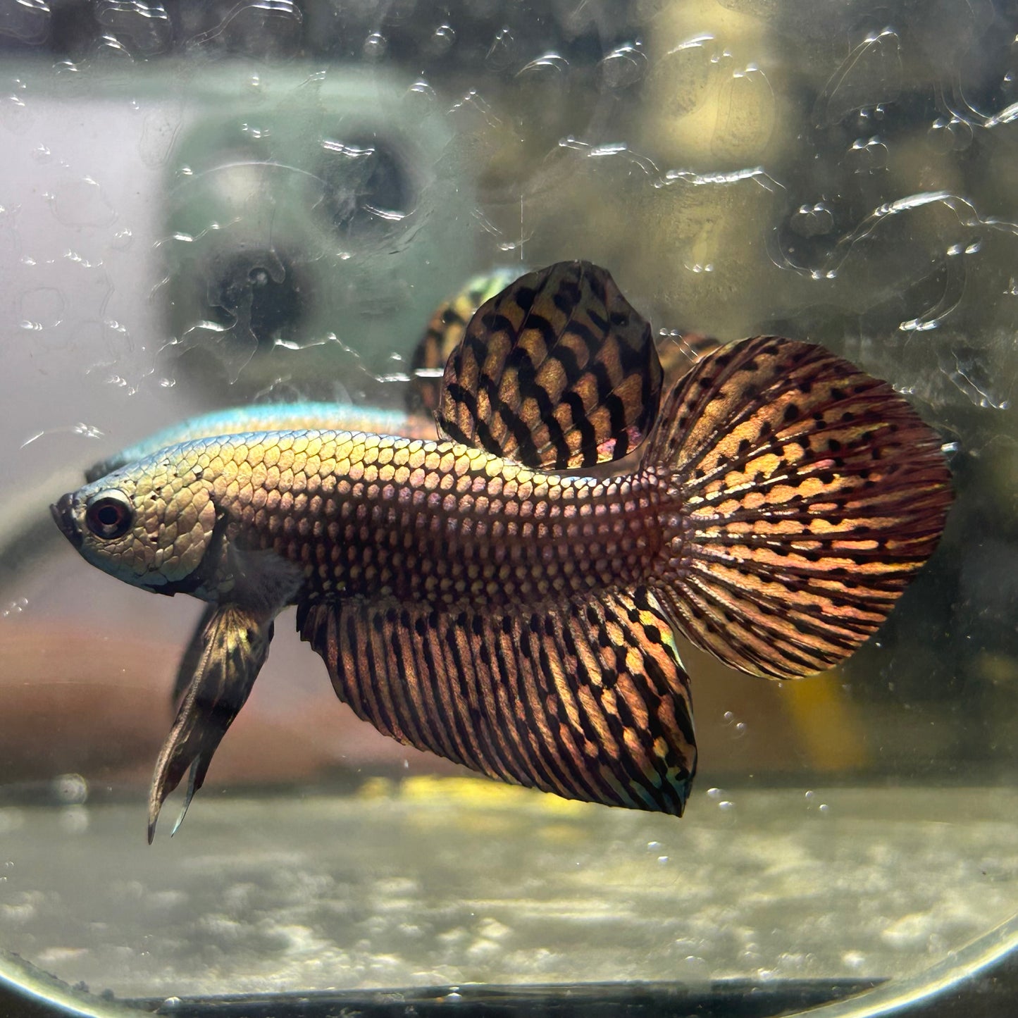 Wild Hybrid Alien Copper - Male Betta 037