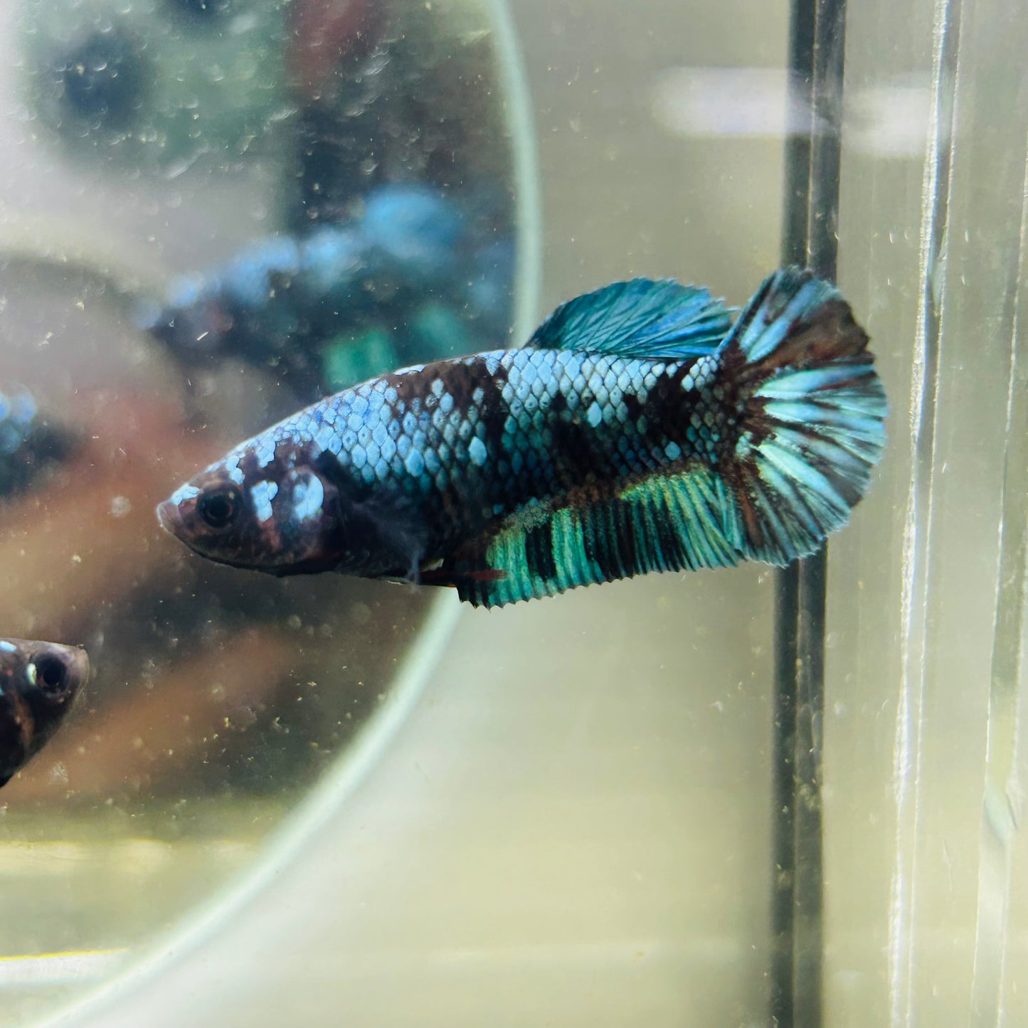 Avarta Nebula Plakat - Female betta 027