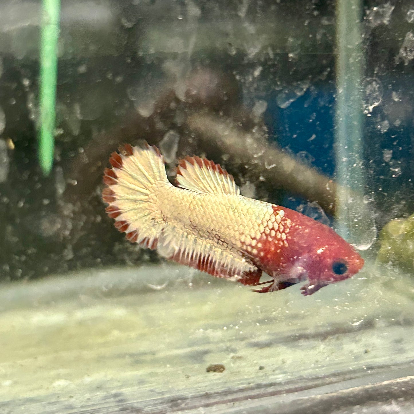 Red Fancy Copper Plakat - Female Betta A88